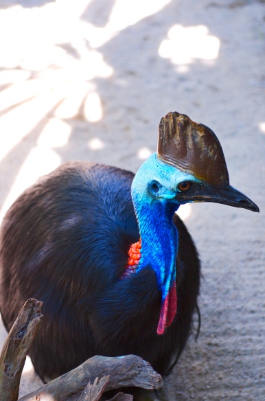 The unbelievable Cassowary Bird is native to the Daintree and will attack if provoked or protecting young
